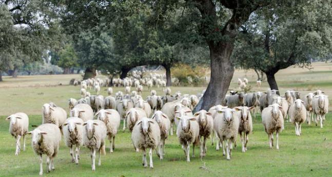 Finca Dehesa productiva y con encanto en el parque natural Sierra Norte – Inversión con alma y futuro