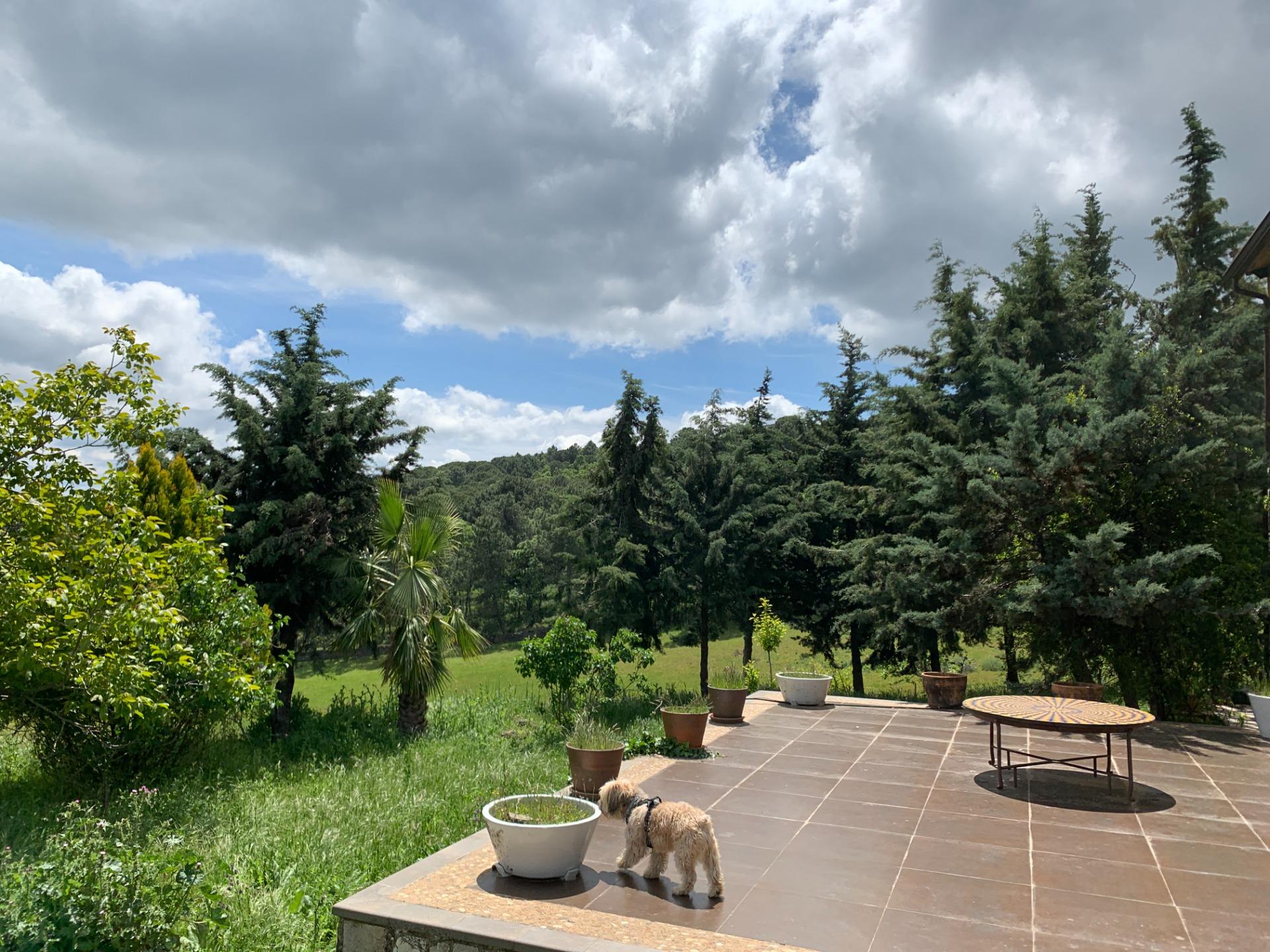 Tu refugio secreto en el corazón del bosque