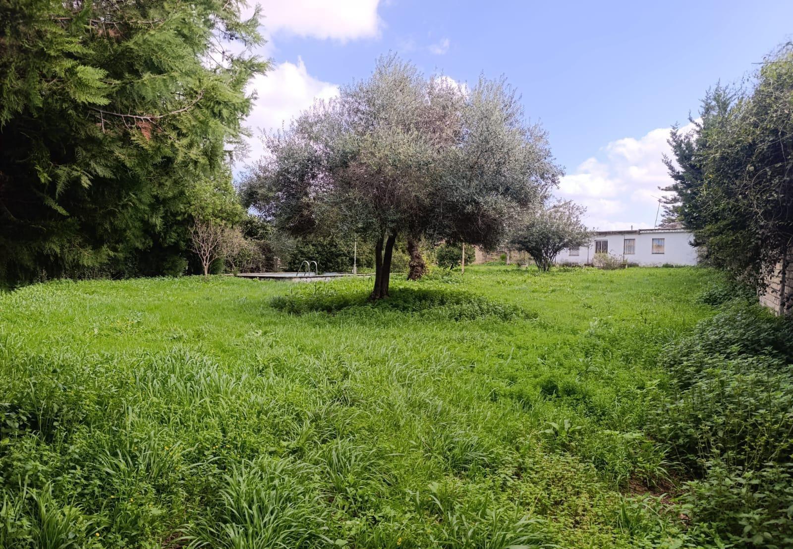 SE VENDE PARCELA URBANA EN URB. LA ALEGRIA 980 M2 RECTANGULAR CON 19.50 MT DE FACHADA Y EDIFICABILIDAD DE 295 M2