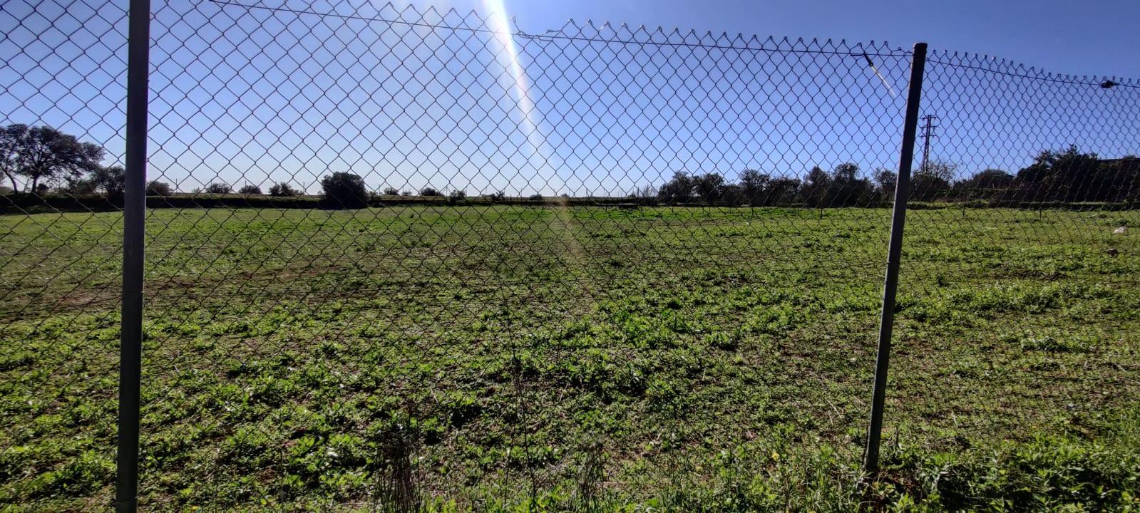 PARCELA RÚSTICA EN ALMENSILLA