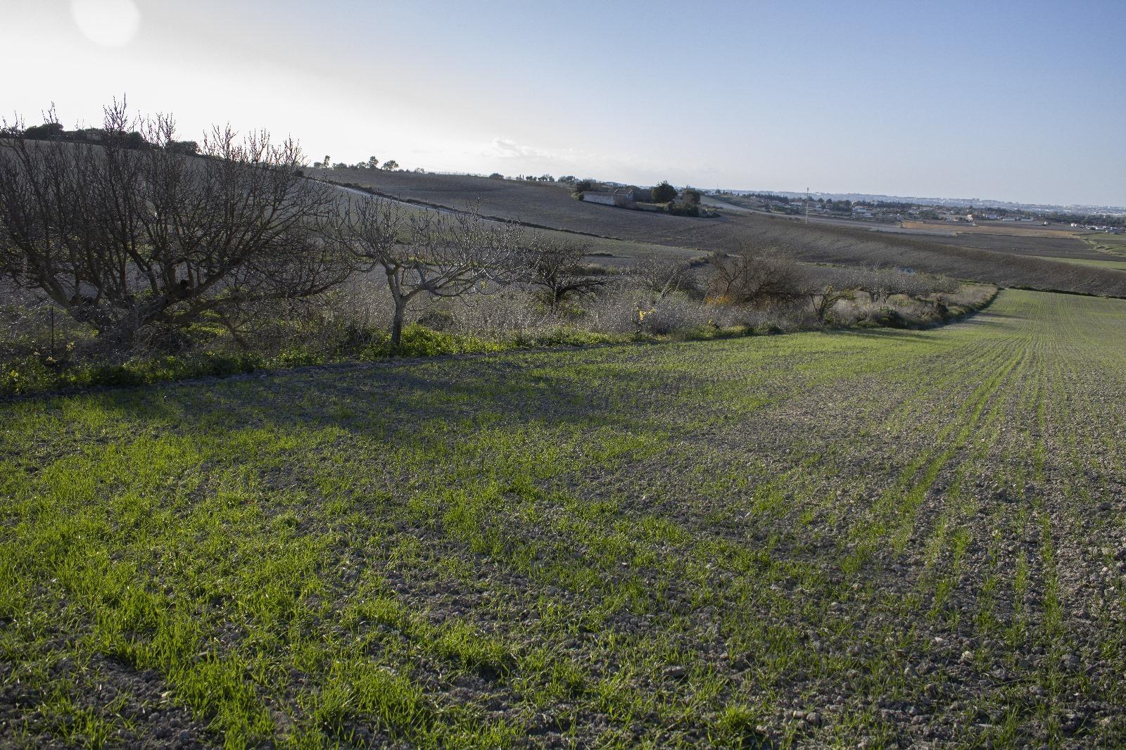 PARCELA RUSTICA (MARQUESADO)