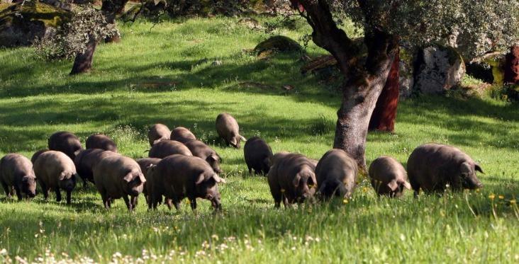 Finca Dehesa productiva y con encanto en el parque natural Sierra Norte – Inversión con alma y futuro