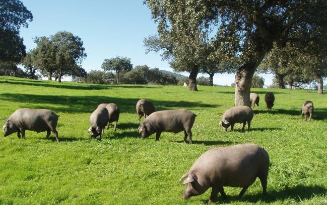 Finca Dehesa productiva y con encanto en el parque natural Sierra Norte – Inversión con alma y futuro