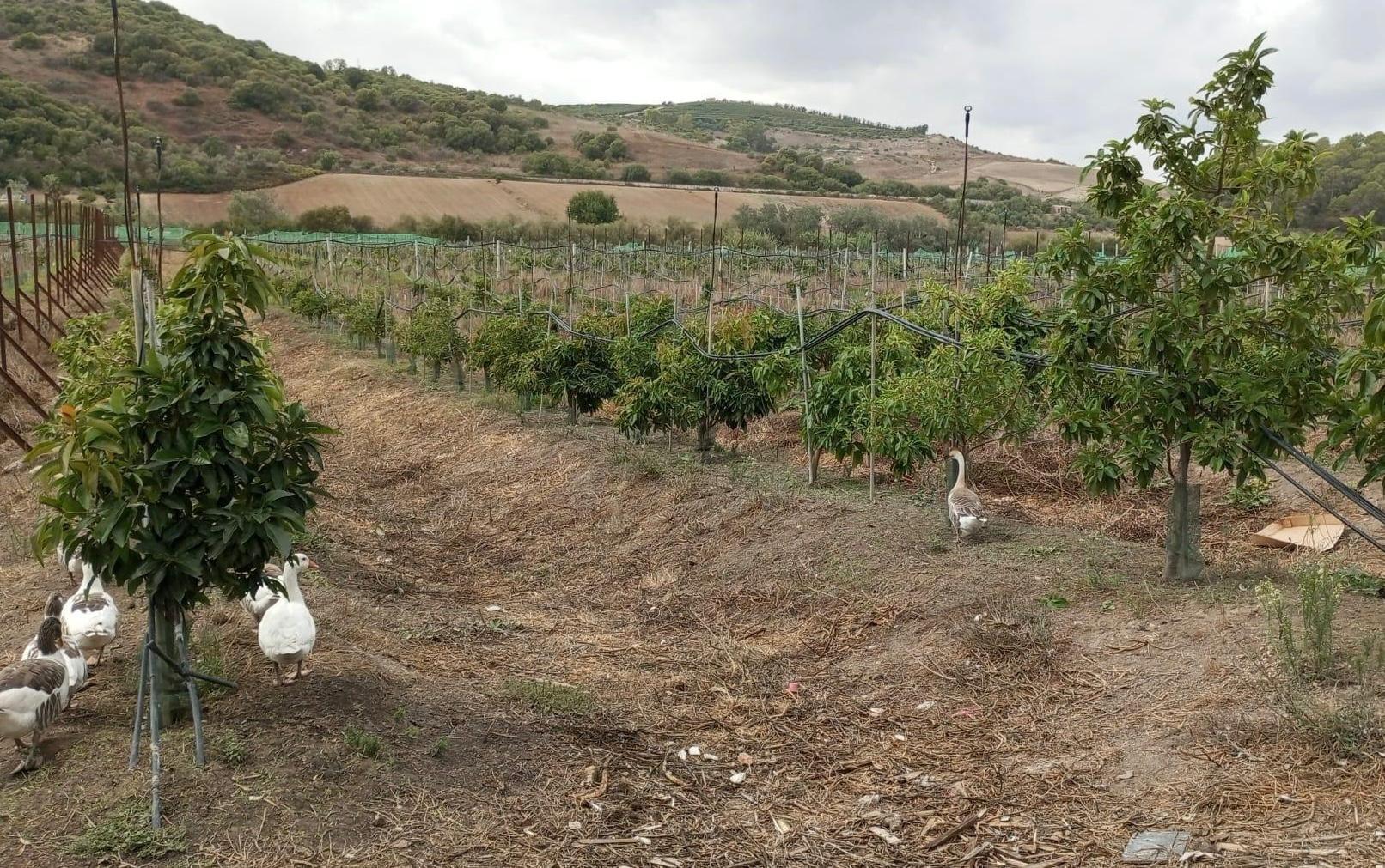 PARCELA EN PATERNA DE RIVERA