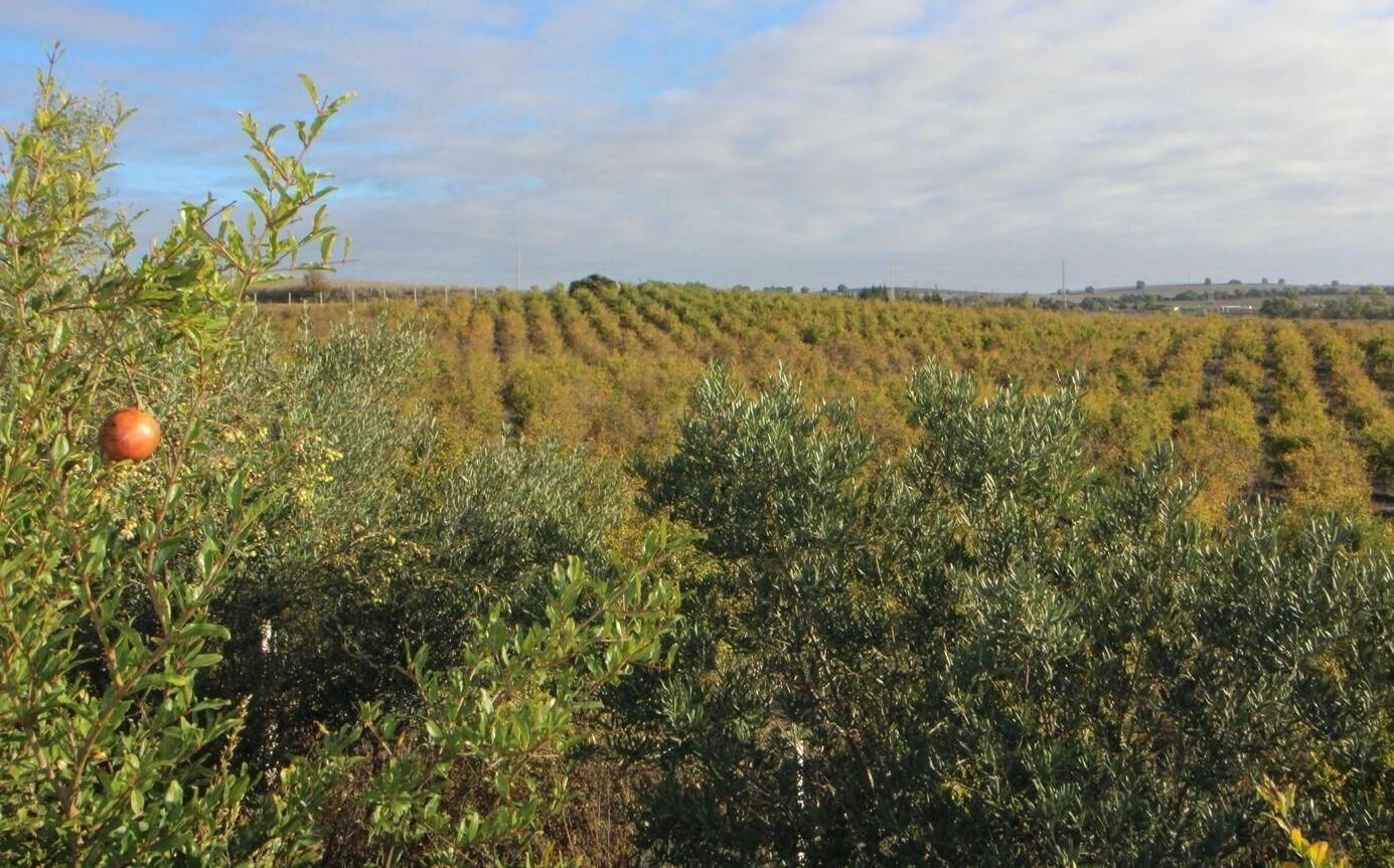 Impresionante Finca Rural de 14 Hectáreas con Explotación Agrícola y Nave Industrial